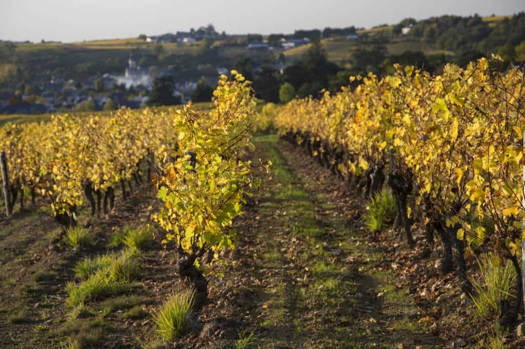 Vigne Loire a vélo