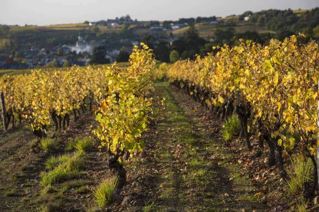 vigne loire a velo 1024x682